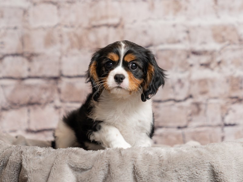Cavalier King Charles Spaniel- Available 3/29-Male-Tri-Colored-4068896-PetCenter Old Bridge