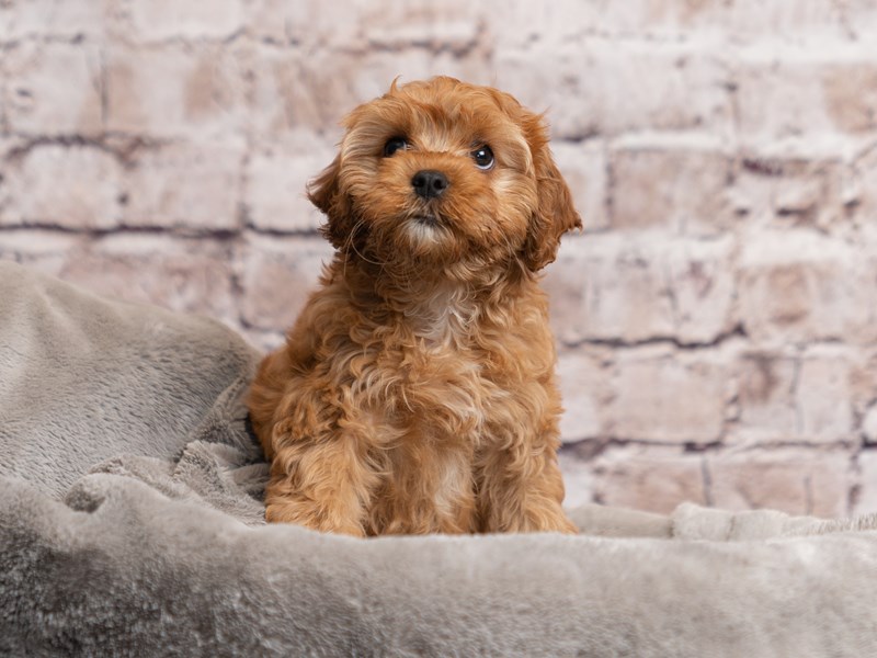 Cavapoo- Available 3/29-DOG-Male-Red-4069009-PetCenter Old Bridge