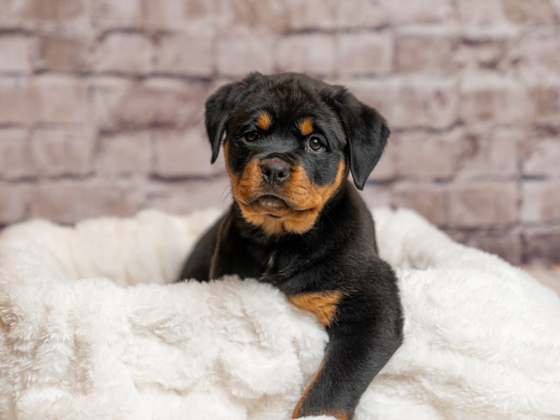 Rottweiler- Available 4/5-DOG-Female-Black / Tan-4079926-PetCenter Old Bridge