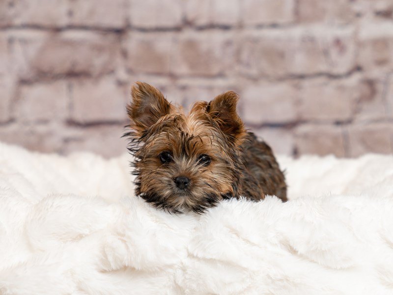 Yorkshire Terrier- Available 4/5-Female-Chocolate and Tan-4070060-PetCenter Old Bridge