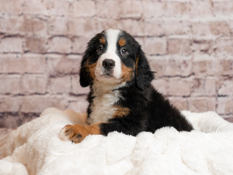 Bernese Mountain Dog- Available 4/5-DOG-Male-Black Rust / White-4079159-PetCenter Old Bridge