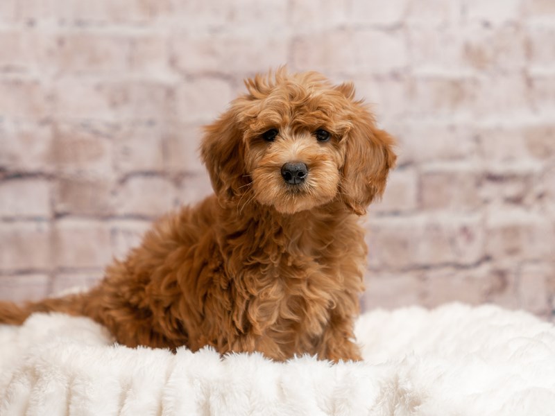 Mini Goldendoodle- Available 4/12-Female-Red-4088504-PetCenter Old Bridge