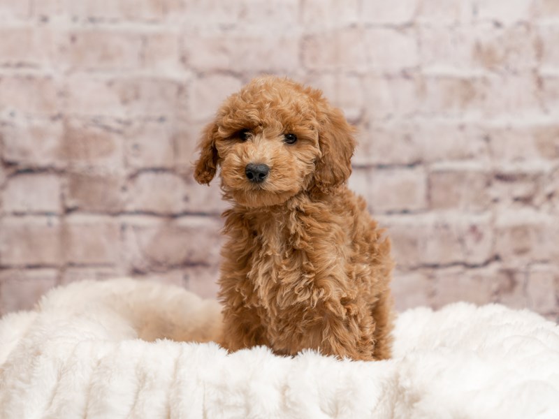 Mini Goldendoodle- Available 4/12-Female-Red-4088503-PetCenter Old Bridge