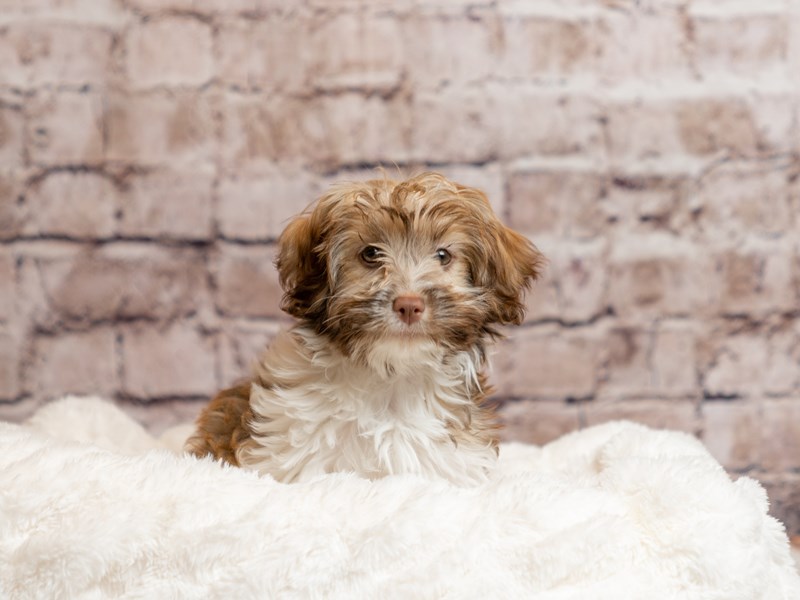 Havanese- Available 3/22-Female-Brown / White-4058700-PetCenter Old Bridge