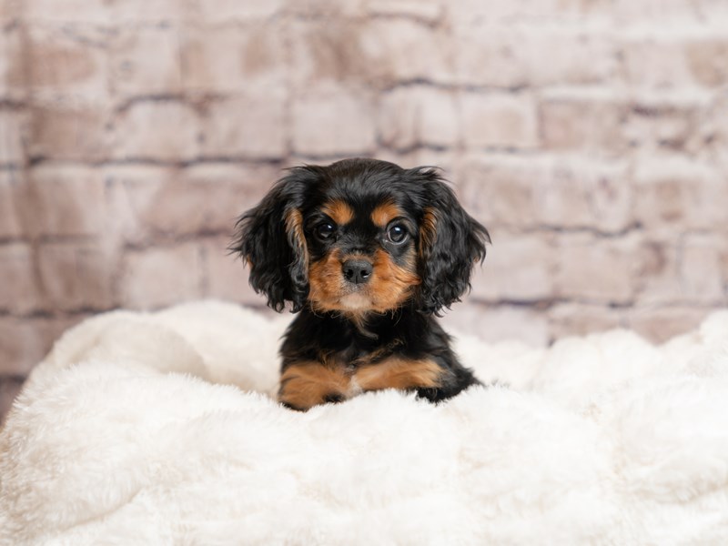 Cavalier King Charles Spaniel- Available 4/19-DOG-Male-Black and Tan-4099891-PetCenter Old Bridge