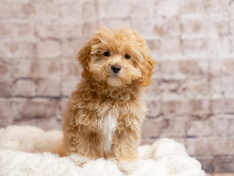 Maltipoo- Available 3/15-DOG-Male-Apricot-4048648-PetCenter Old Bridge