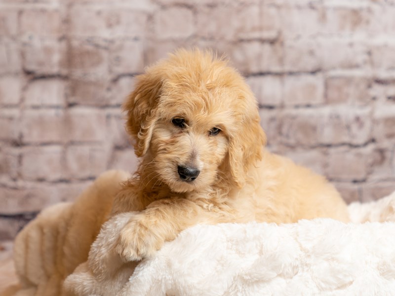 Goldendoodle- Available 4/19-Male-Golden-4099907-PetCenter Old Bridge