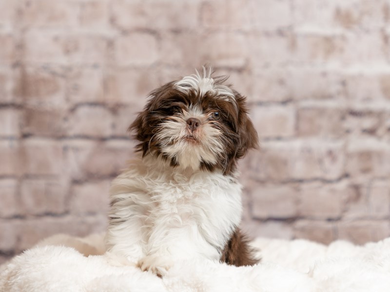 Shih Tzu- Available 4/19-Male-Liver and White-4099954-PetCenter Old Bridge