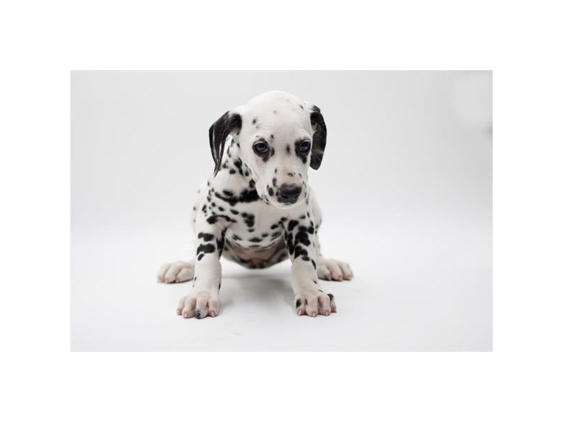 Dalmatian- Available 4/26-DOG-Female--4108450-PetCenter Old Bridge