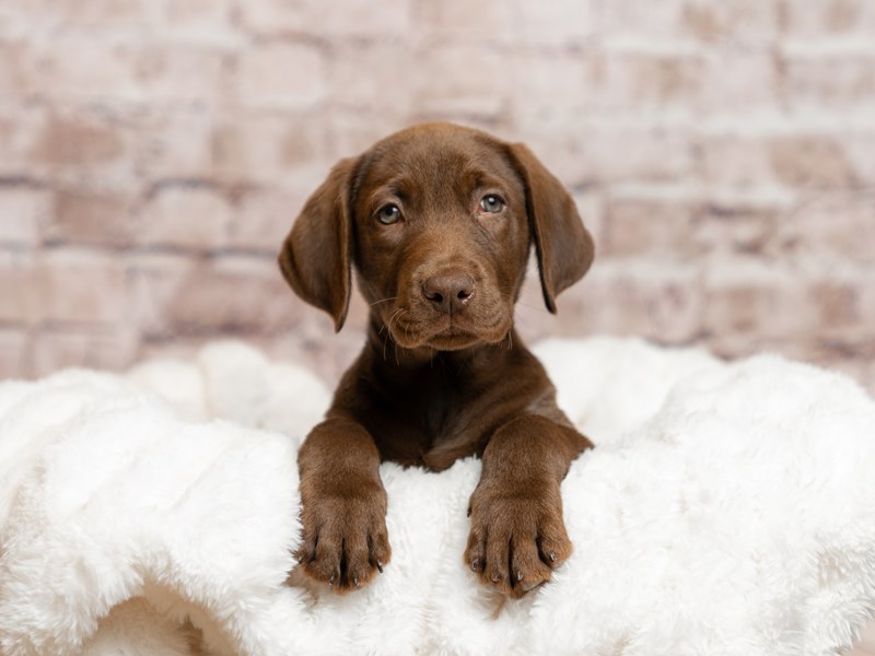 Labrador Retriever- Available 4/26-DOG-Male-Chocolate-4086113-PetCenter Old Bridge