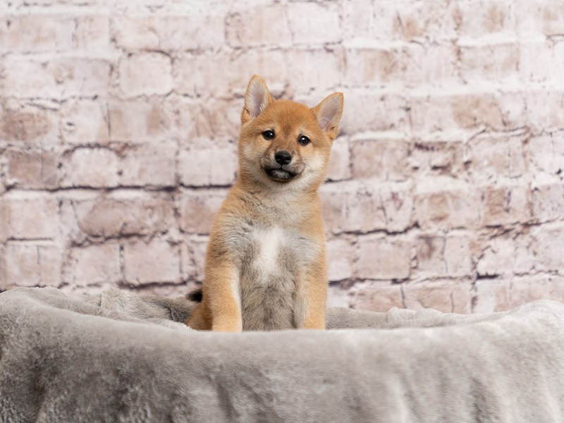Shiba Inu- Available 3/29-DOG-Male-Red-4069945-PetCenter Old Bridge