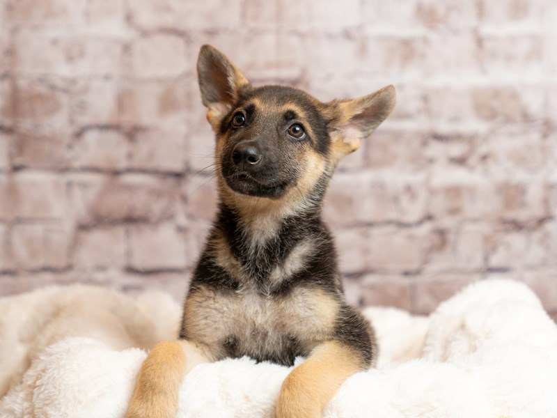 German Shepherd- Available 4/19-Male-Black and Tan-4100037-PetCenter Old Bridge