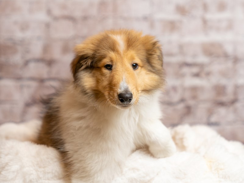 Collie- Available 4/19-Female-Sable / White-4098403-PetCenter Old Bridge