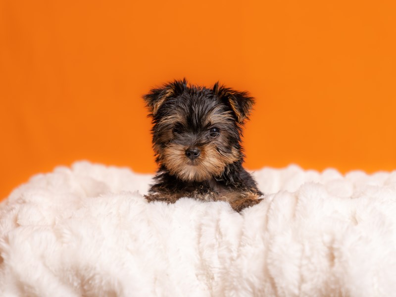 Yorkshire Terrier-Available 5/10-DOG-Female-Black and Tan-4129361-PetCenter Old Bridge