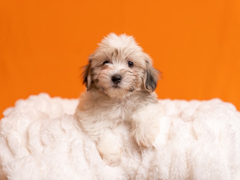 Havanese-Available 5/10-Male-Brown / White-4127702-PetCenter Old Bridge