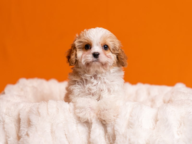 Cavapoo-Available 5/10-Male-Red / White-4127705-PetCenter Old Bridge