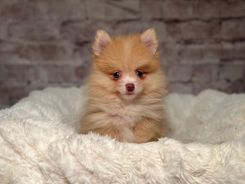 Pomeranian- Available 5/17-Male-Chocolate Sable-4136441-PetCenter Old Bridge