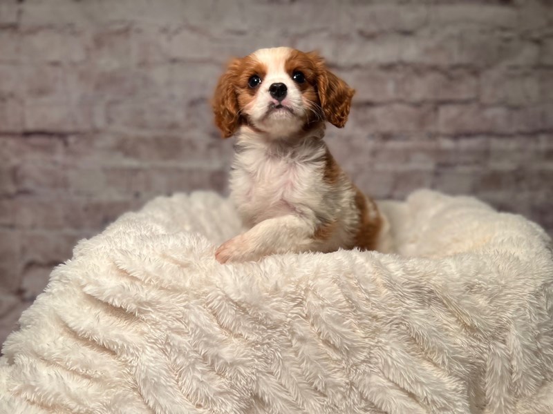 Cavalier King Charles Spaniel- Available 5/17-DOG-Male--4136446-PetCenter Old Bridge