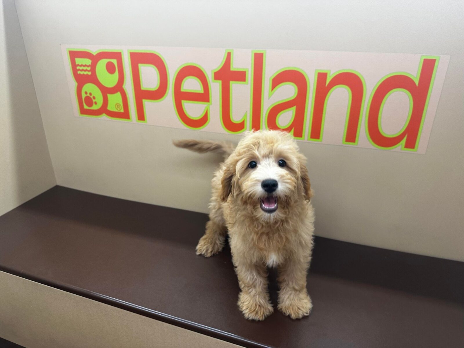 Doodles Goes to Daycare… A Dog’s POV of a PetCenter Visit