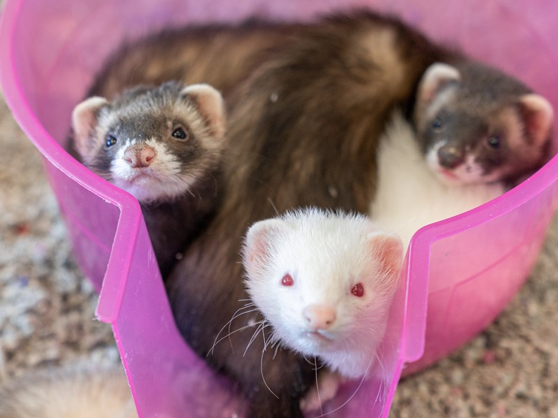[#F-1254]  - Marshall Ferret Small Animals For Sale