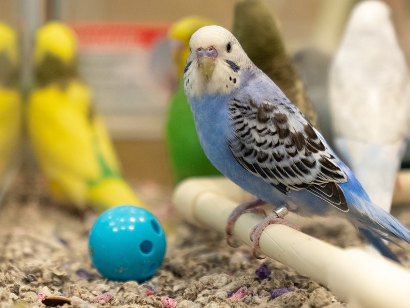 [#P-1054]  - Parakeets Birds For Sale