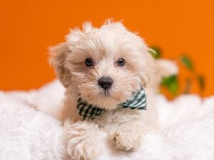 PetCenter Old Bridge Maltipoo puppy available