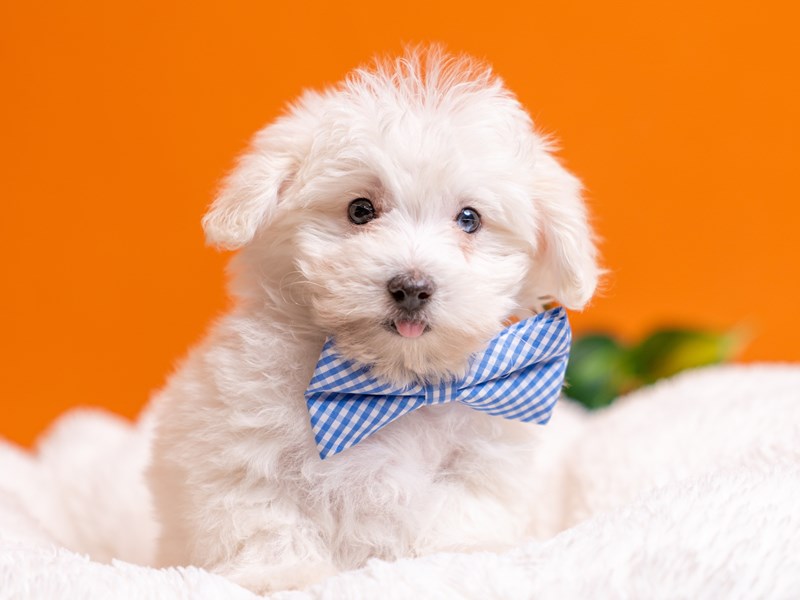 [#4497] Reef - White Male Maltipoo Puppies For Sale