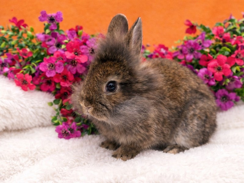 [#B-6532]  - Lionhead Small Animals For Sale