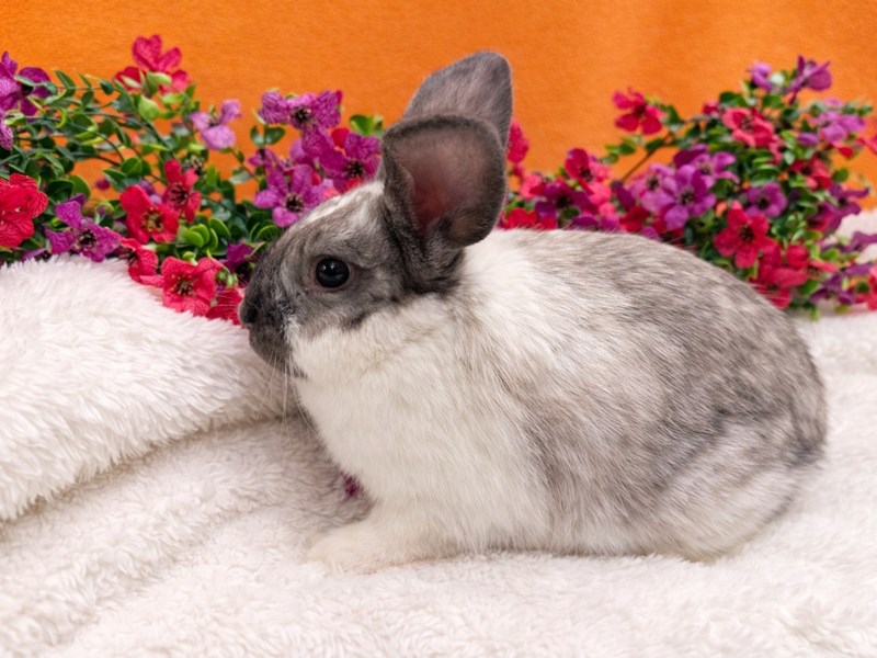 [#B-5416]  - Assorted Dwarf Small Animals For Sale