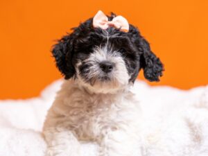 PetCenter Old Bridge Teddy Bear puppy available