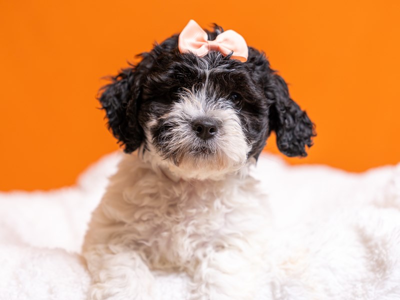 [#4519] Frappe - Black and White Female Teddy Bear Puppies For Sale