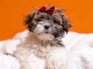 PetCenter Old Bridge Lhasa Apso puppy available