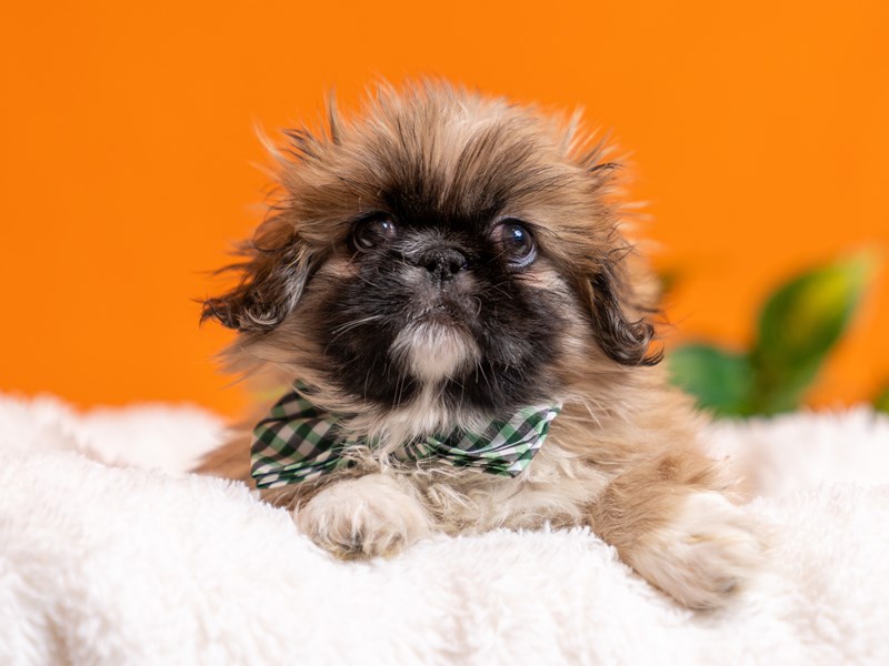 [#4530] Donkey - Sable / White Male Pekingese Puppies For Sale