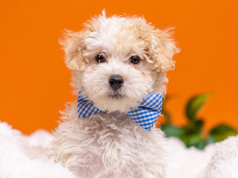 [#4550] Jameson - White and Apricot Male Bichon Poo Puppies For Sale