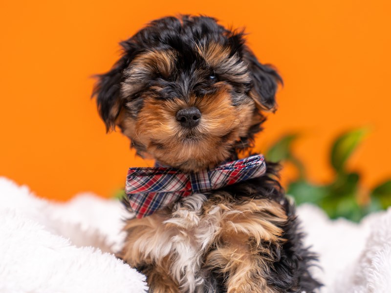 [#4553] Guinness - Black and Tan Male Yorkiepoo Puppies For Sale