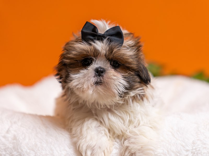 [#4564] Tootsie - Chocolate / White Female Shih Tzu Puppies For Sale