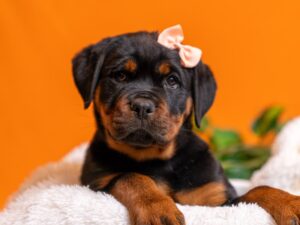 PetCenter Old Bridge Rottweiler puppy available
