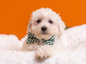 PetCenter Old Bridge Bichon Frise puppy available