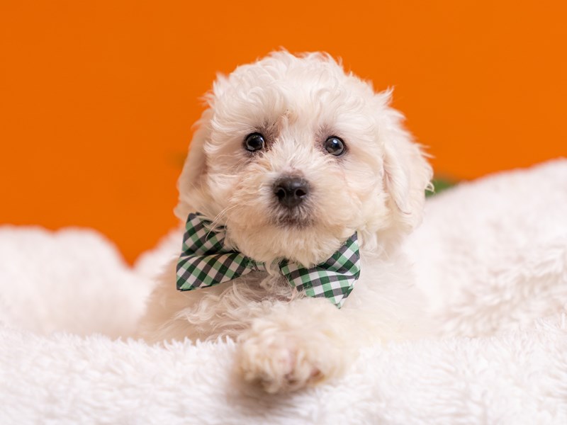 [#4565] Gusher - White Male Bichon Frise Puppies For Sale