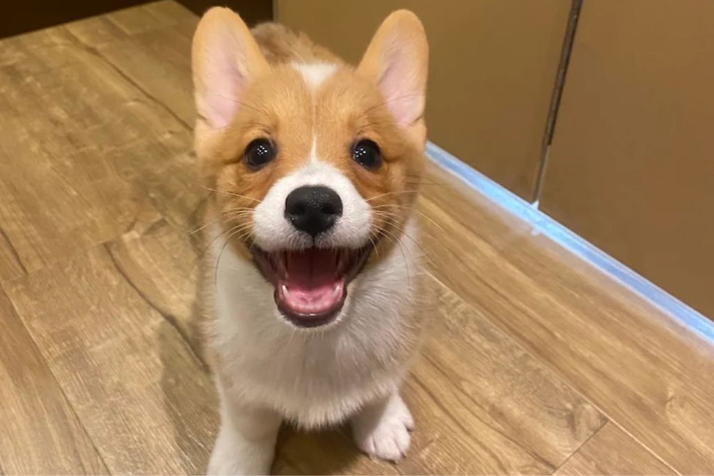 Behind the Scenes: How PetCenter Cares for Puppies Every Day