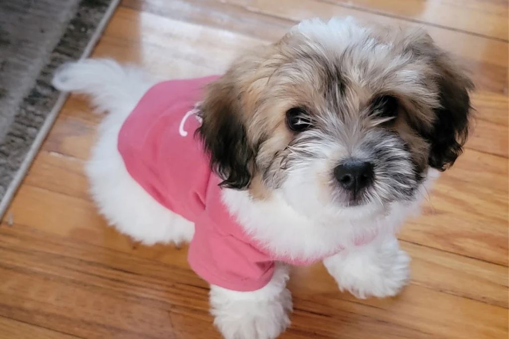 Puppy’s First Vet Visit: What New Owners Should Expect