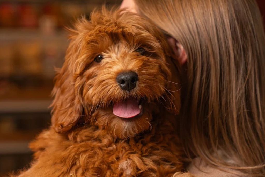 Family-Friendly Puppy Breeds You’ll Love