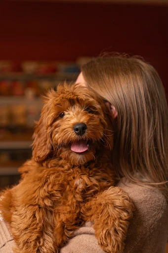 A brown puppy being held by a woman